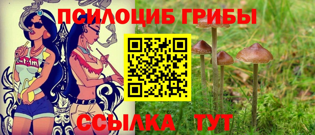 Псилоцибиновые грибы Psilocybe Зерноград